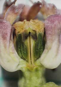 Clasping milkweed-11