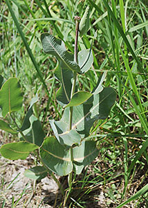 Clasping milkweed-5