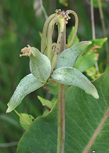 Clasping milkweed-6