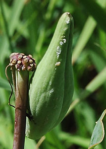 Clasping milkweed-7