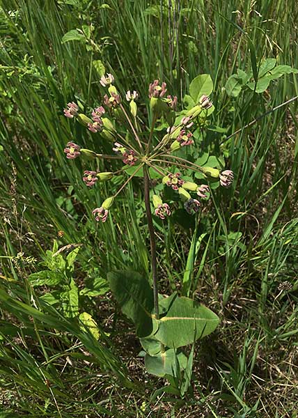 Clasping milkweed-8