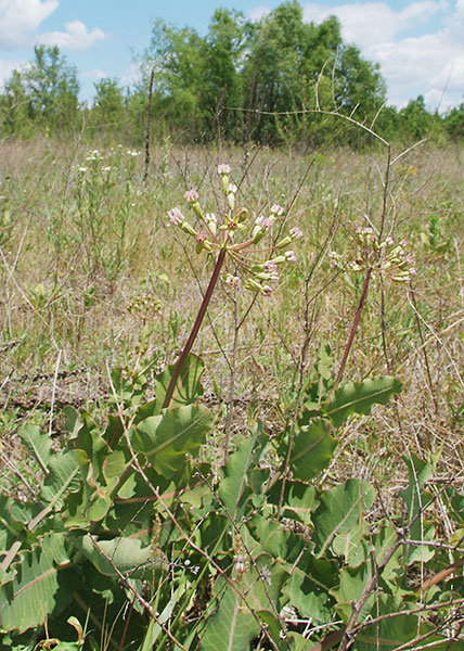 Sand milkweed Sand milkweed
