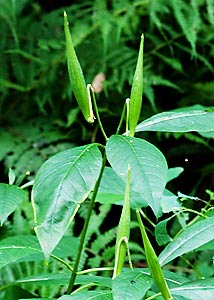 poke milkweed-15