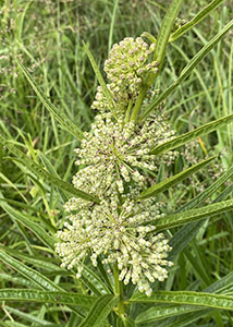 Tall Green Milkweed-1