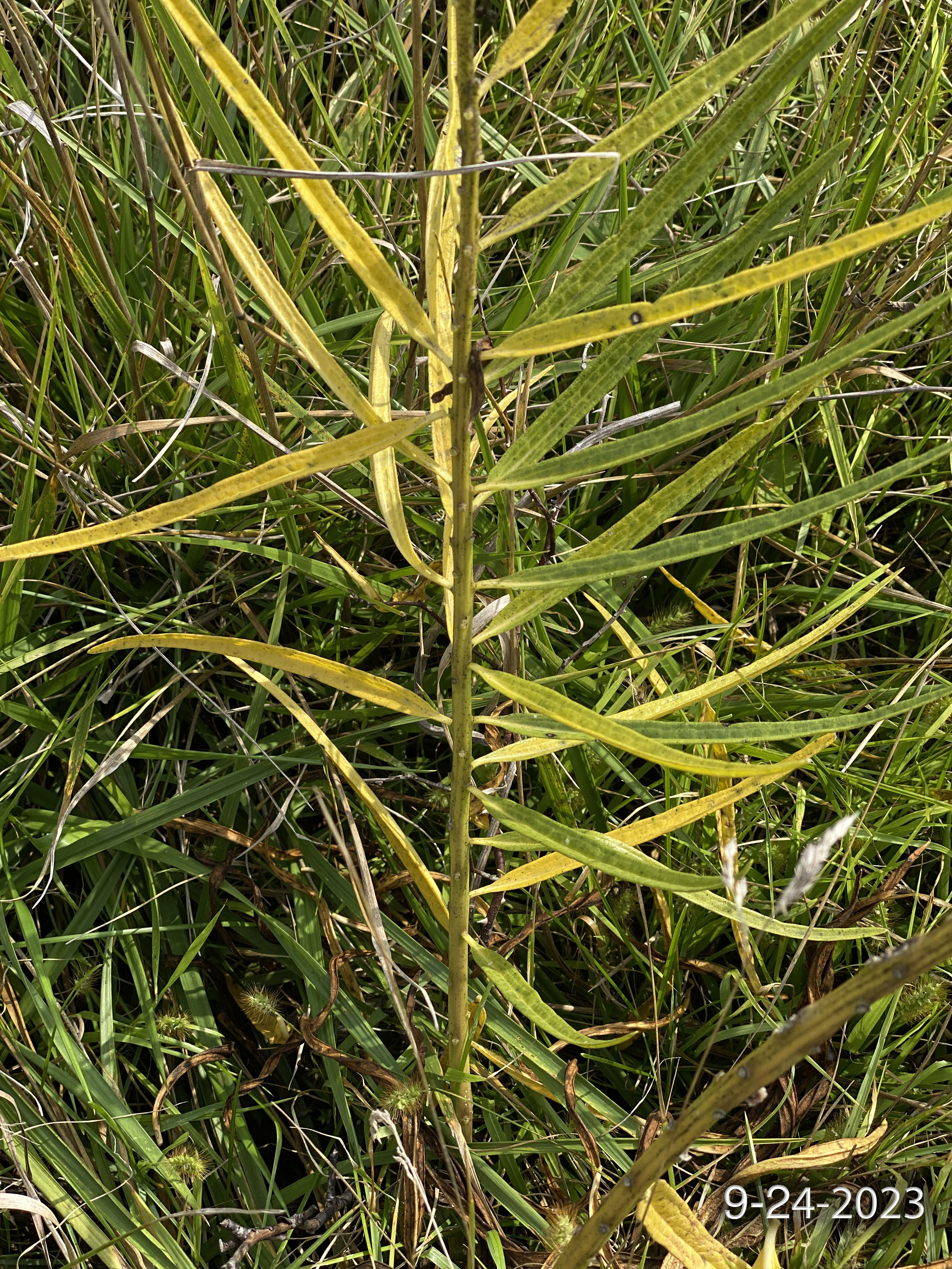 Tall Green Milkweed-21
