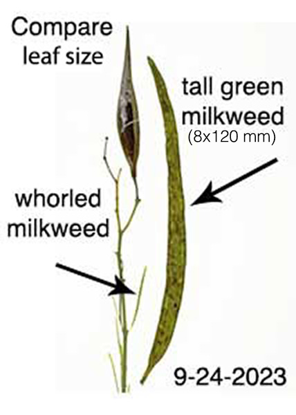 Tall Green Milkweed-24