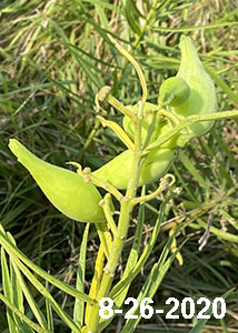 Tall Green Milkweed-9