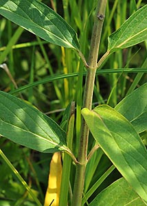 Swamp milkweed-1