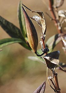 Swamp milkweed-3