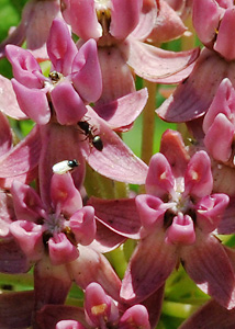 Purple milkweed-1
