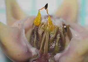 Common milkweed-10