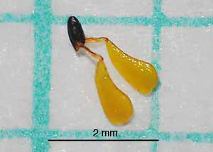 Common milkweed-12
