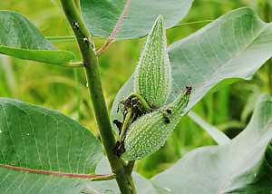 Common milkweed-13