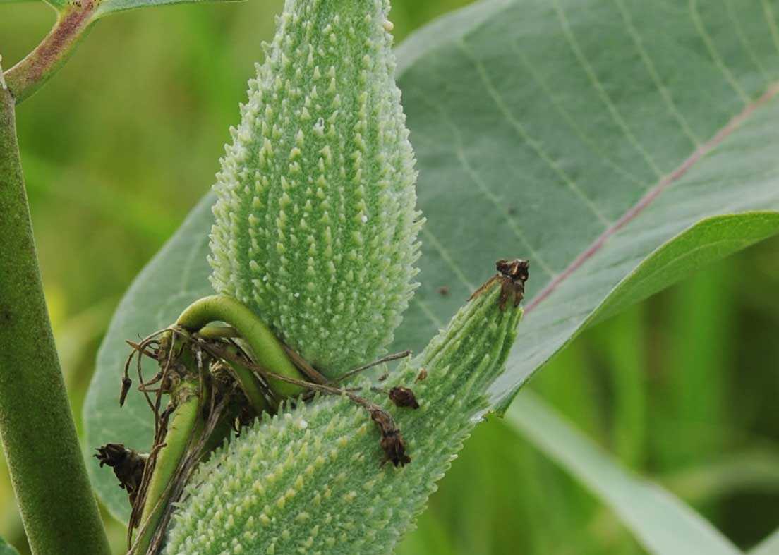 Common milkweed-14