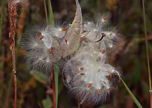 Common milkweed-15