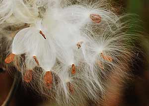 Common milkweed-16