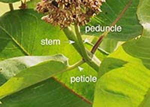 Common milkweed-1