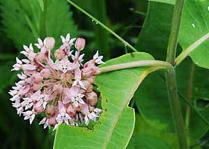 Common milkweed-3