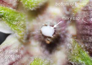 Common milkweed-5