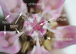 Common milkweed-6