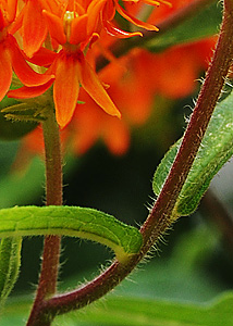 Butterfly milkweed-4