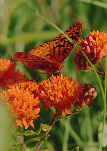 Butterfly milkweed-1