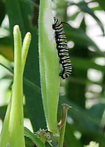 Butterfly milkweed-3
