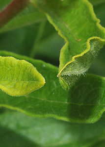 Butterfly milkweed-1