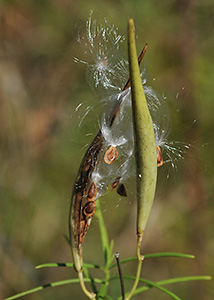 Whorled milkweed-1
