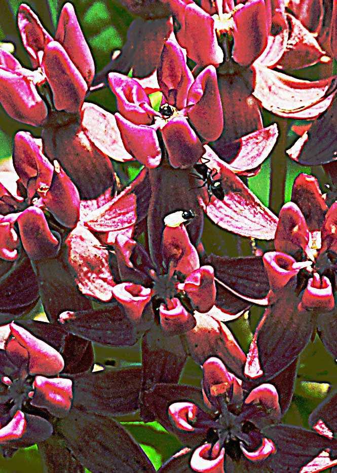 Purple milkweed