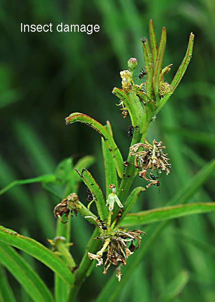 Tall Green Milkweed