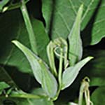 Poke milkweed