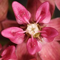 Purple milkweed