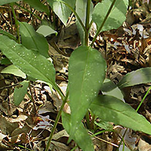 Fourleaf Milkweed milkweed