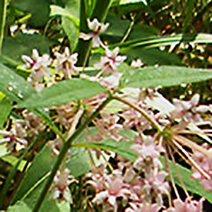 Fourleaf Milkweed milkweed