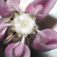 common milkweed