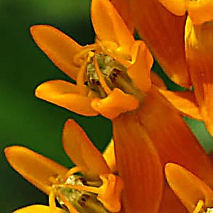 Butterfly milkweed