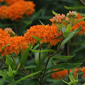 Butterfly milkweed