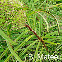 Tall Green milkweed
