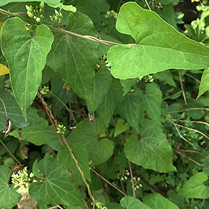 Asclepias