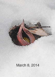 Skunk Cabbage March 2014