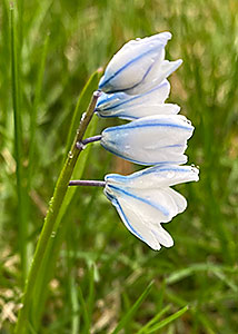 striped squill-1