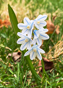 striped squill-3