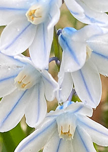 striped squill-4