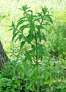 Tall thistle-2