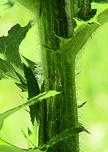 Tall thistle-5