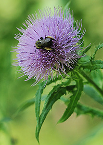 Tall thistle-9