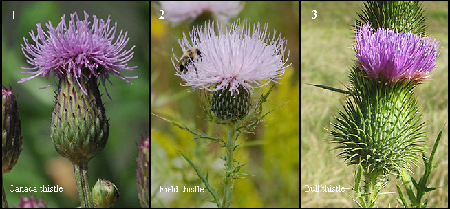 tall thistle plant