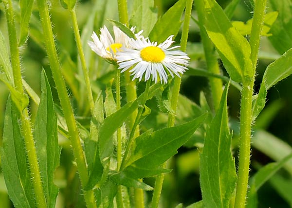 eastern daisy fleabane