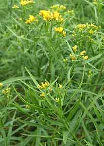 Grass-leaved goldenrod-1